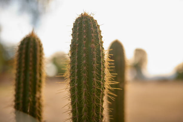 istock Life can be prickly but it can also be beautiful 1097315152