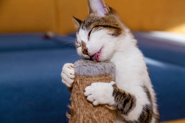 Cat licks catnip Nepeta Catar, sweets for pets cats