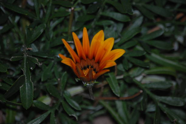 istock Orange Gazania Flower 1097318224
