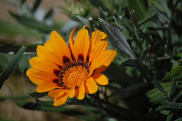 istock Orange Gazania Flower 1097318258