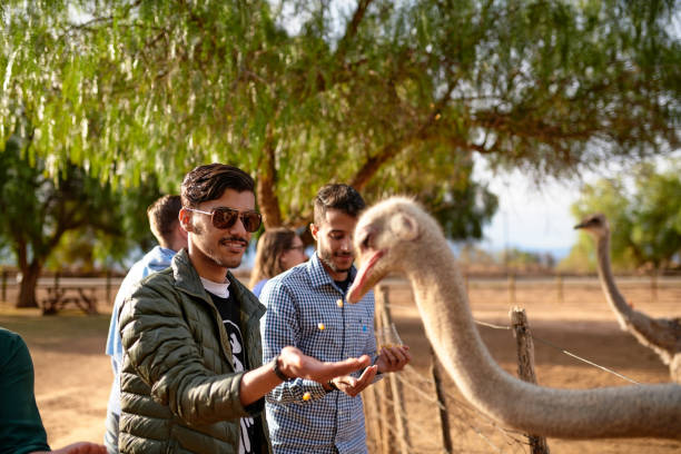 Meanwhile on an ostrich farm Shot of two young men feeding ostriches on an ostrich farm ostrich farm stock pictures, royalty-free photos & images