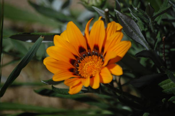 istock Orange Gazania Flower 1097321330