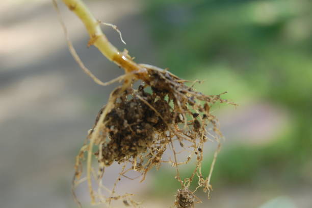 istock Roots of plant 1097321620