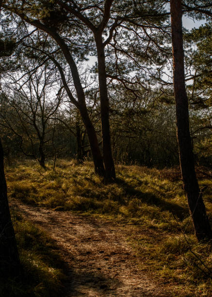istock Woodland during sunrise 1097322368