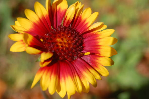 istock Yellow and Red Gaillardia Flower 1097324142