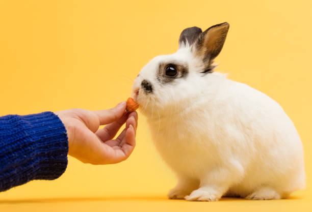 istock Woman feeding a rabbit with carrot. 1097325366