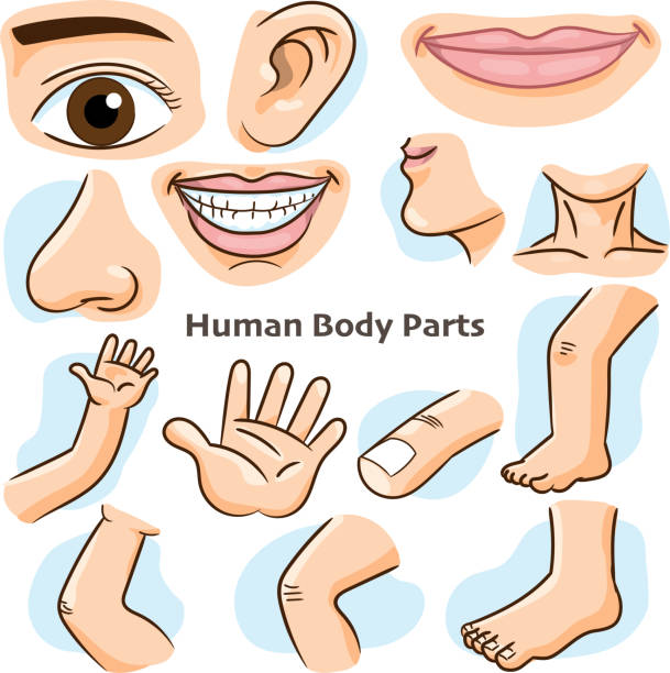 인간의 신체 부위-벡터 일러스트 레이 션 - cropped face stock illustrations