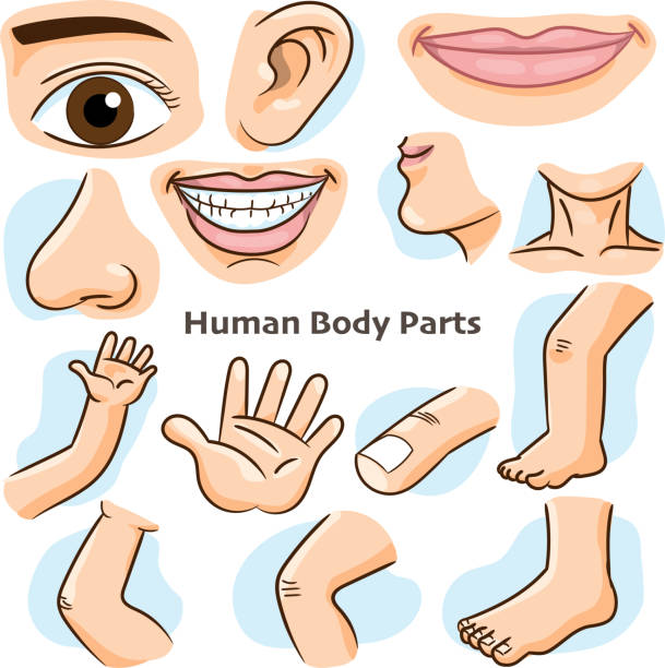 Human body parts - Vector Illustration Human body parts, different parts of the body for teaching. Body details, cartoon flat design - Vector Illustration. kid body parts stock illustrations