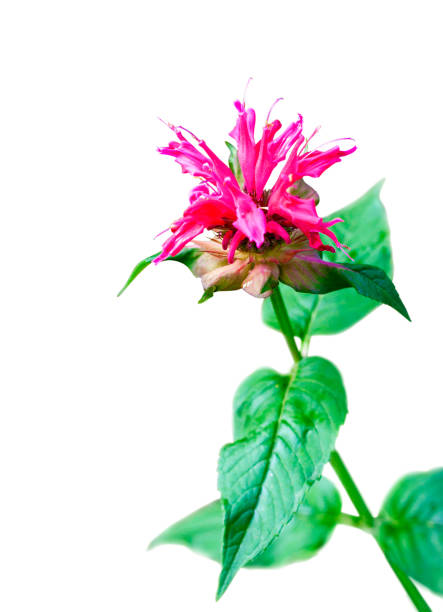 la fleur de monarde (monarda didyma) isolée sur fond blanc avec un tracé de détourage - beebalm photos et images de collection