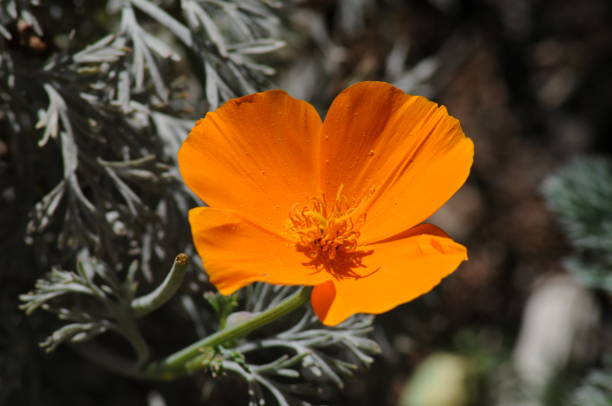 istock Orange Poppy Flower 1097328306