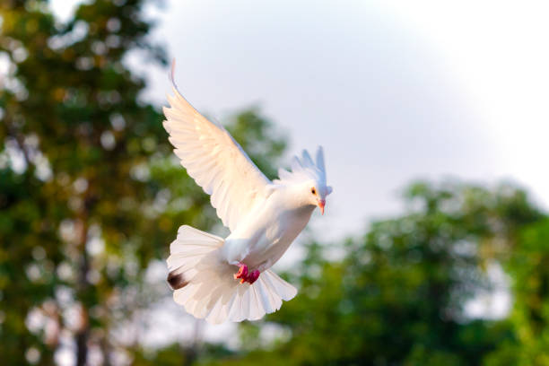 istock white feather pigeon bird flying mid air against green blur background 1097328834