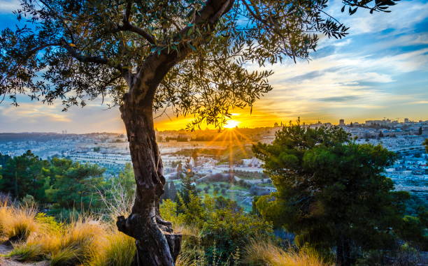 jerusalem at sunset - temple mound imagens e fotografias de stock