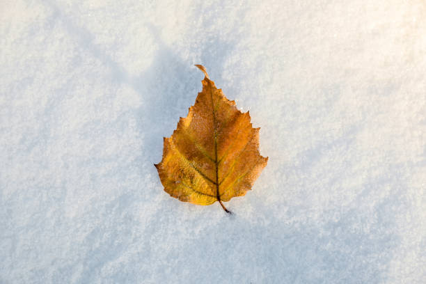 istock yellow leaf in the snow 1097334966