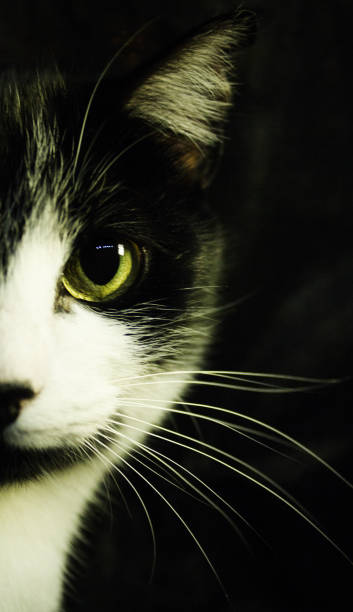 istock Black and white cat with feline immunodeficiency 1097336134