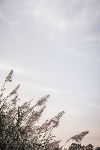 istock Natural background of green grass and sky. Selective focus. 1097336638