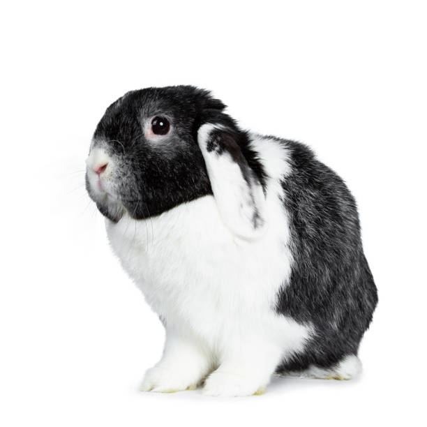 istock Cute male black with white lop ear rabbit, Sit down looking sideways to the camera. Isolated on white background. 1097336892