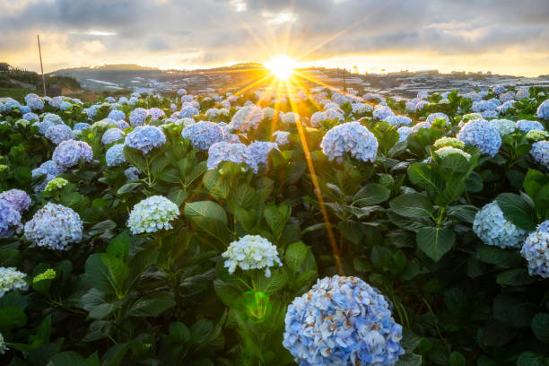 夕日の暖かな光が庭に咲くアジサイの花。美しい花です。 - hydrangea gardening blue ornamental garden ストックフォトと画像