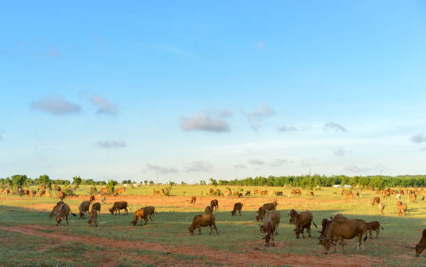 istock Herd of cows grazing in Vietnam at sunset. 1097338400