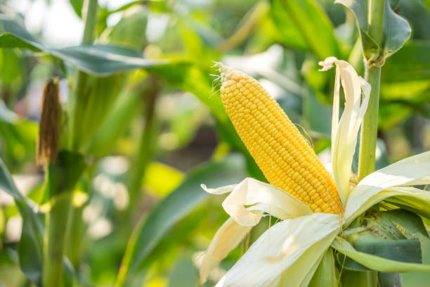 ear of yellow corn with the kernels still attached to the cob on the stalk in organic corn field. - agriculture close up corn corn on the cob imagens e fotografias de stock