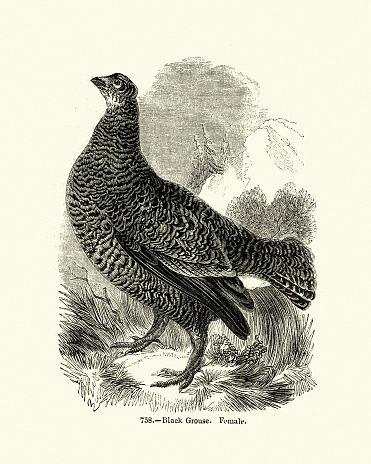 Vintage engraving Black grouse or blackgame or blackcock (Tetrao tetrix) is a large game bird in the grouse family. Pictorial Museum of Animated Nature, 19th Century