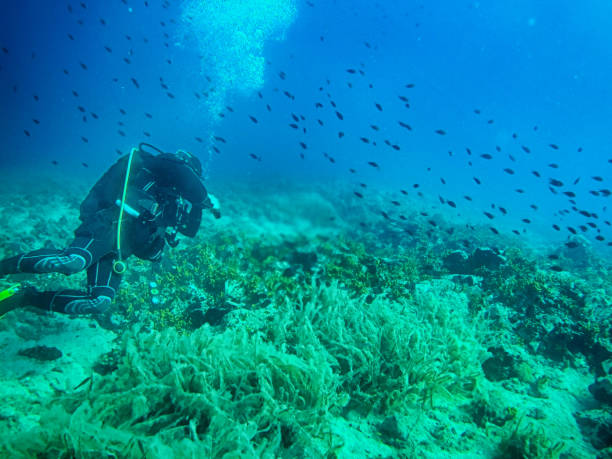 CAMERAMan Swimming With The Fishes