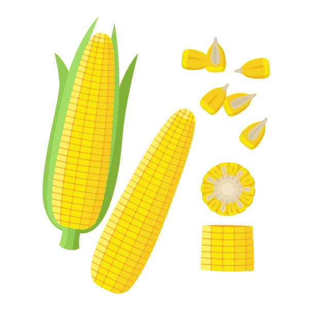 illustrazioni stock, clip art, cartoni animati e icone di tendenza di orecchio di mais, pannocchie di mais mature, semi di mais, illustrazione vettoriale di cereali in design piatto isolato su sfondo bianco. raccolta mais, pelati, pezzi e semi. - corn corn crop corn on the cob food