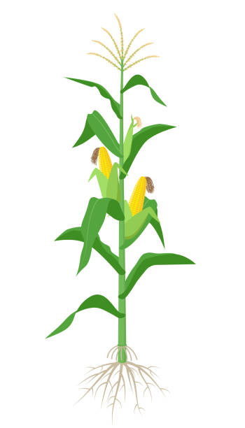 黄色いトウモロコシの穂軸、緑で白い背景に分離されたトウモロコシの植物は葉し、根のフラットなデザインのベクトル図 - corn on the cob corn corn crop white background点のイラスト素材／クリップアート素材／マンガ素材／アイコン素材