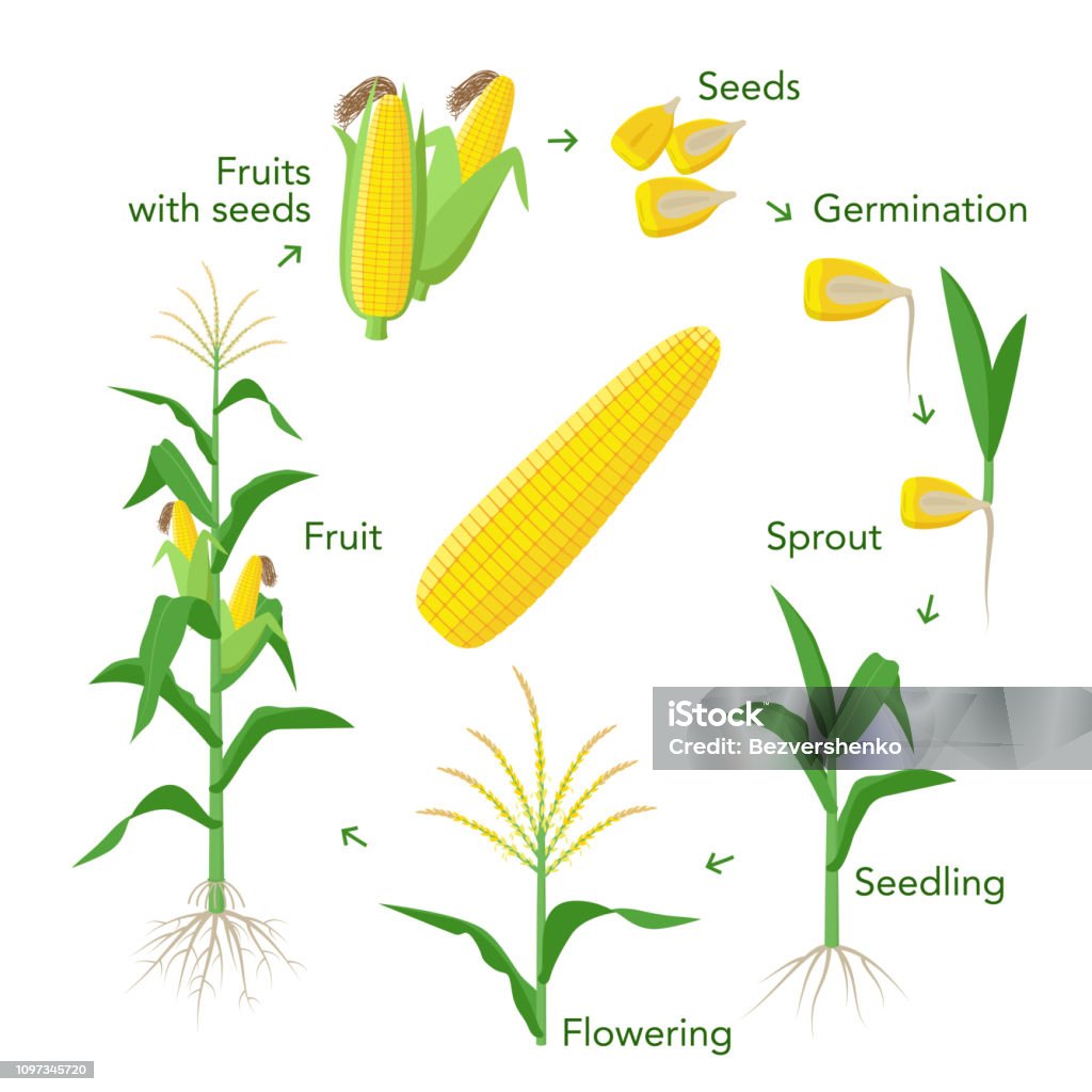 Ilustración de Elementos De Infografía Maíz Planta Crecimiento De Semillas A Las Frutas Mazorcas Ilustración de Elementos De Infografía Maíz Planta Crecimiento De Semillas A Las Frutas Mazorcas