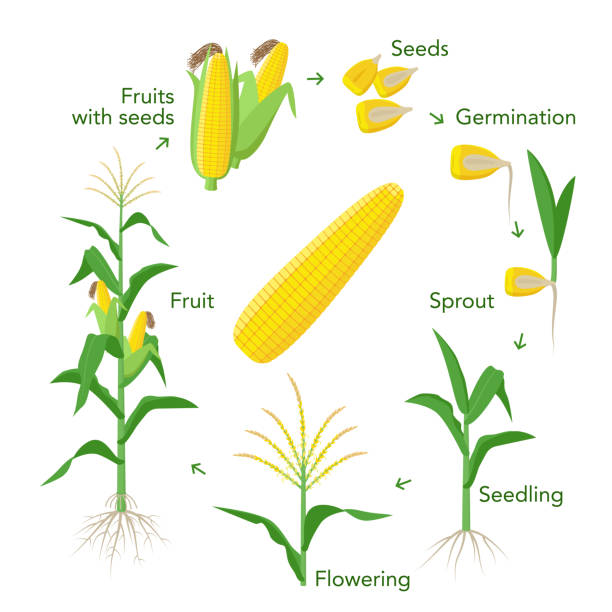 Maize plant growth infographic elements from seeds to fruits, mature corn ears. Seedling, germination, planting, flowering. Vector encyclopedic illustration. Corn life cycle in flat design. Maize plant growth infographic elements from seeds to fruits, mature corn ears. Seedling, germination, planting, flowering. Vector encyclopedic illustration. Corn life cycle in flat design inflorescence stock illustrations