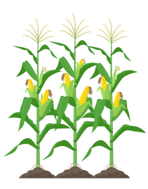 illustrazioni stock, clip art, cartoni animati e icone di tendenza di gambi di mais isolati su sfondo bianco. piante di mais verde sul campo illustrazione vettoriale in design piatto - corn corn crop corn on the cob food