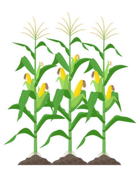 옥수수 줄기는 흰색 배경에 고립입니다. 평면 디자인에서 필드 벡터 일러스트 레이 션에 녹색 옥수수 식물 - corn corn crop corn on the cob isolated stock illustrations