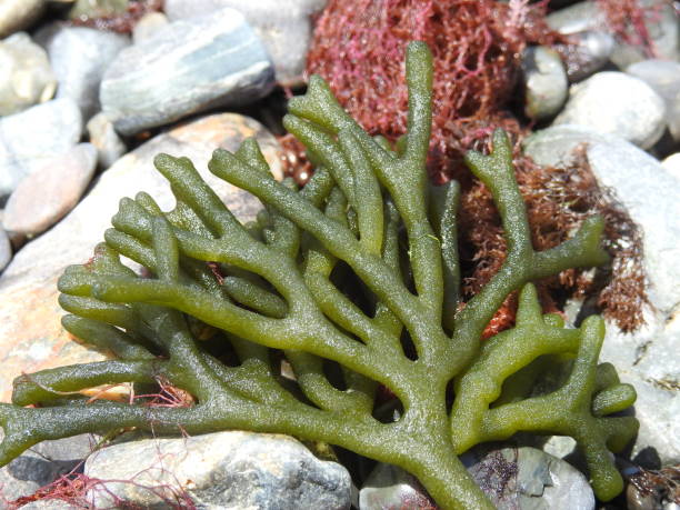 istock Velvet Horn seaweed on shore in Ogunquit, Maine 1097346582