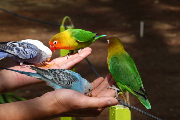 istock Colorful birds agapornis parrot and budgerigar 1097348432
