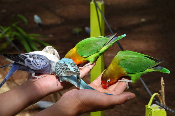 istock Colorful birds agapornis parrot and budgerigar 1097348470