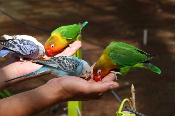 istock Colorful birds agapornis parrot and budgerigar 1097348474