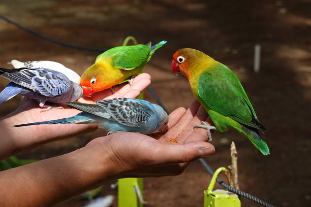 istock Colorful birds agapornis parrot and budgerigar 1097348478
