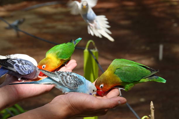 istock Colorful birds agapornis parrot and budgerigar 1097348514