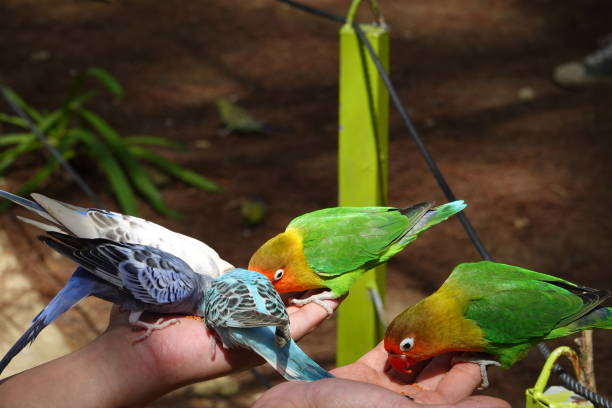 istock Colorful birds agapornis parrot and budgerigar 1097348518