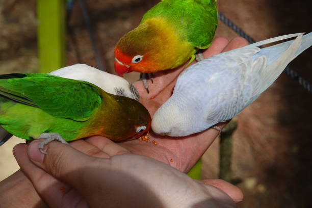 istock Colorful birds agapornis parrot and budgerigar 1097348622