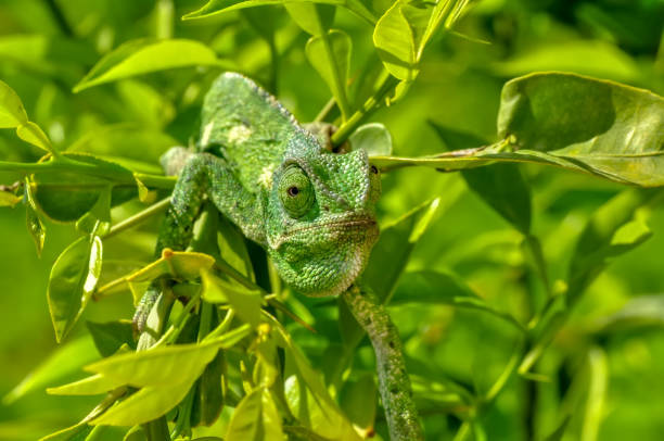 istock Beautiful green chameleon - Stock Image 1097349560