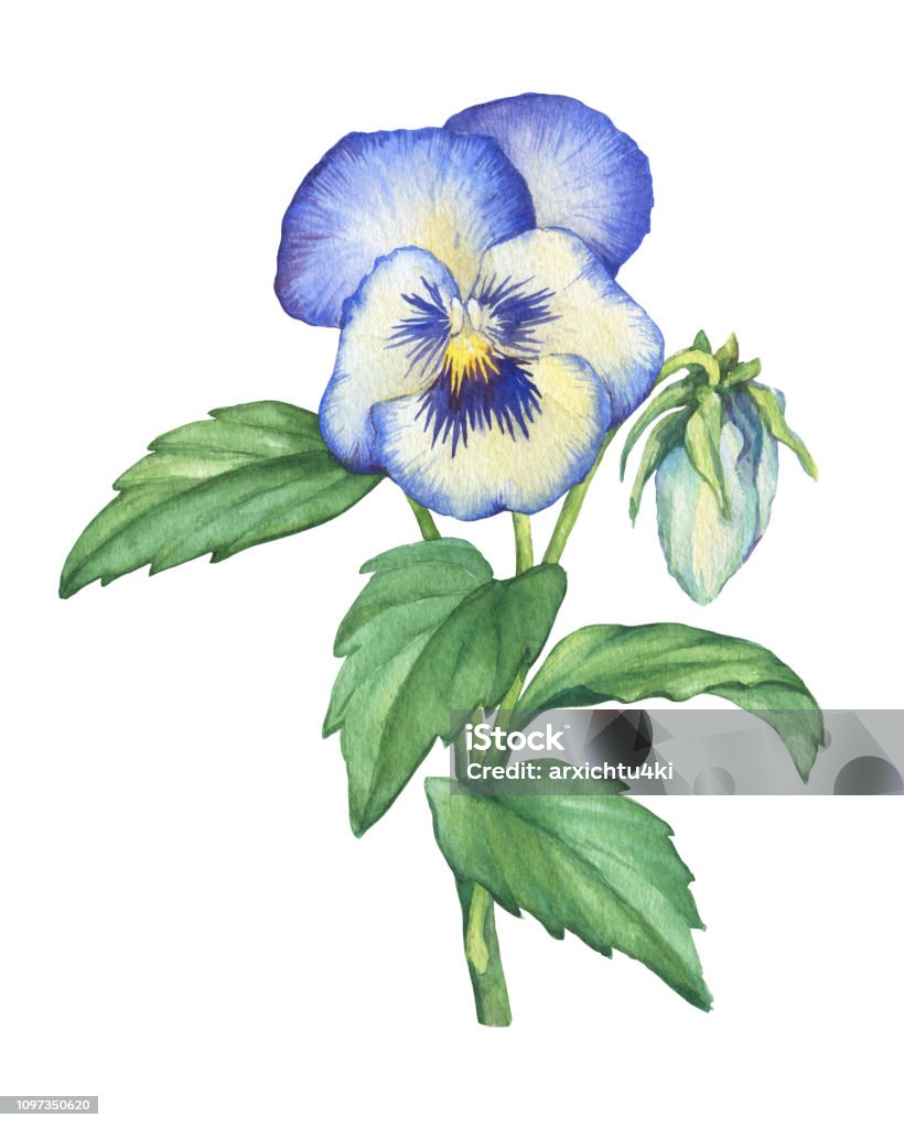 Ilustración de Ilustración De La Jardín Viola Tricolor Flor Azul Mano  Dibujada Con Acuarela Sobre Fondo Blanco y más Vectores Libres de Derechos  de Pensamiento silvestre - iStock