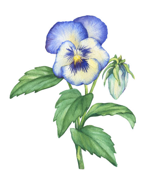 Illustration of the blue garden Viola tricolor flower (Violet, pansy, heartsease, kiss-me-quick, love-in-idleness, stepmother, flammola, Amnon). Hand drawn watercolor painting on white background. Illustration of the blue garden Viola tricolor flower (Violet, pansy, heartsease, kiss-me-quick, love-in-idleness, stepmother, flammola, Amnon). Hand drawn watercolor painting on white background. viola tricolor stock illustrations