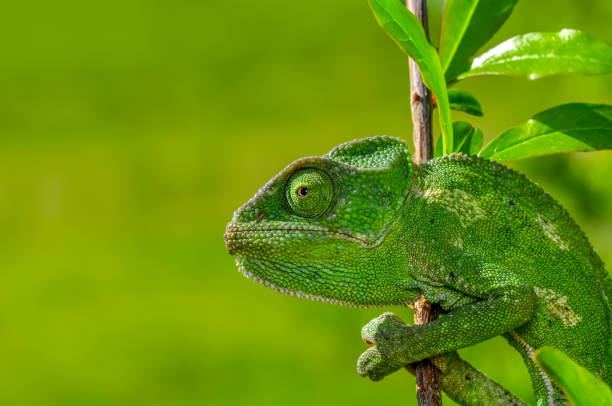 istock Beautiful green chameleon - Stock Image 1097350632