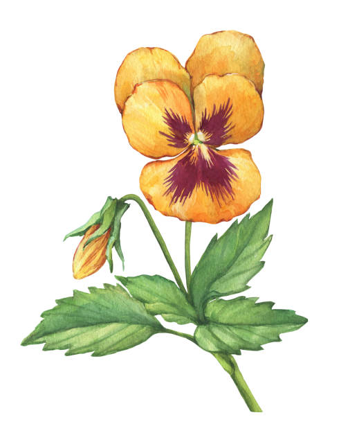Illustration of the orange garden Viola flower (Violet, pansy, heartsease, kiss-me-quick, love-in-idleness, stepmother, flammola, Amnon). Hand drawn watercolor painting on white background. Illustration of the orange garden Viola flower (Violet, pansy, heartsease, kiss-me-quick, love-in-idleness, stepmother, flammola, Amnon). Hand drawn watercolor painting on white background. viola tricolor stock illustrations