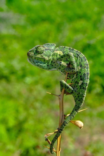 istock Beautiful green chameleon - Stock Image 1097350652