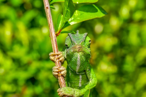 美しい緑色のカメレオン - ストック イメージ - lizard reptile branch textured ストックフォトと画像