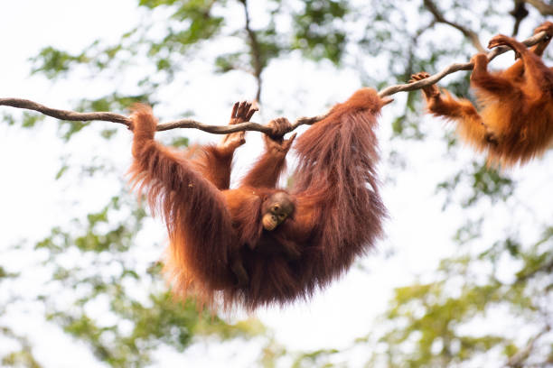 아기 오랑우탄 utang는 포도 나무에 이동 하는 그것의 어머니에 달려있습니다. - young animal orangutan mother ape 뉴스 사진 이미지