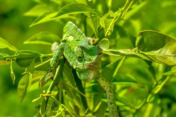 istock Beautiful green chameleon - Stock Image 1097352478