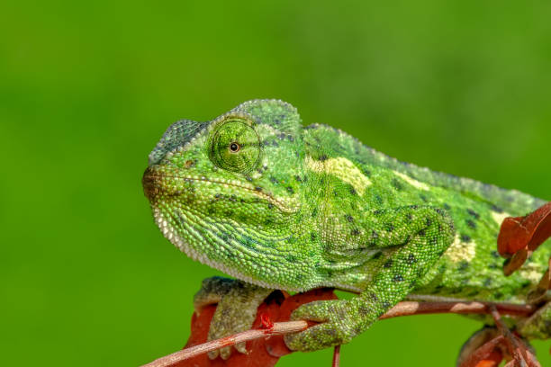 istock Beautiful green chameleon - Stock Image 1097352574