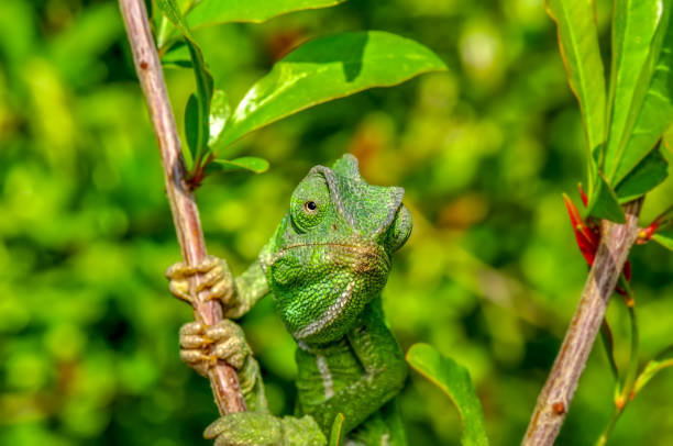 istock Beautiful green chameleon - Stock Image 1097353020